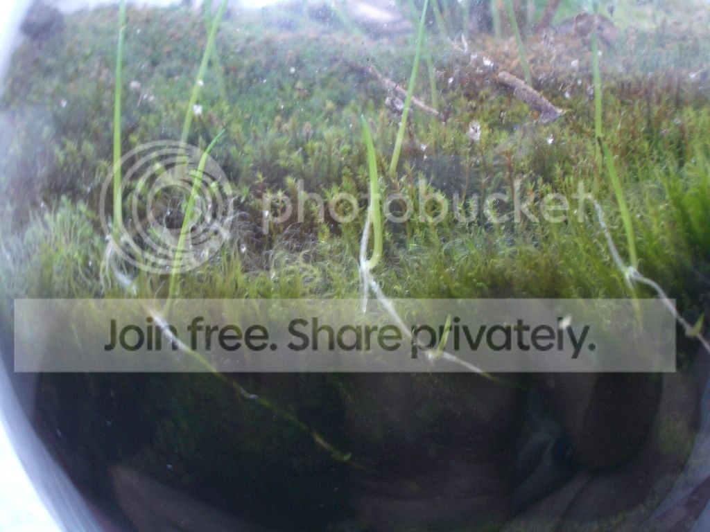 IMGP7322.jpg