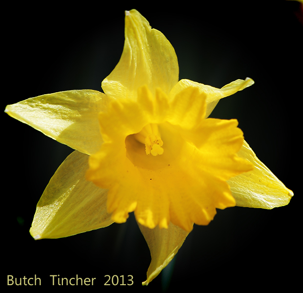 daffodil.jpg