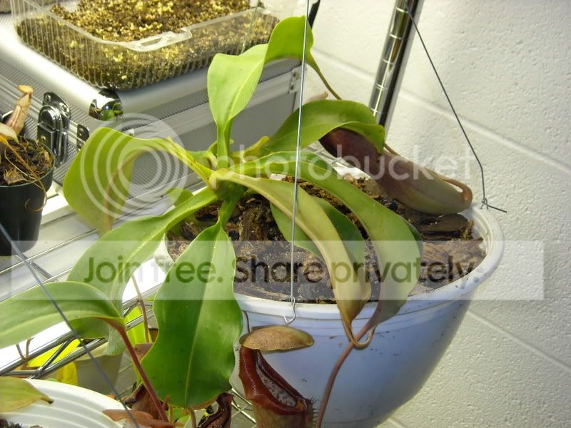 RepottingPics3.jpg