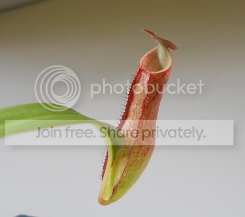 Ngracilis_10-5-11.jpg