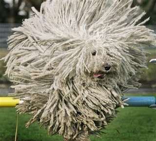germany_dog_show.jpg