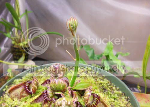 cephalotus_6-3-11.jpg