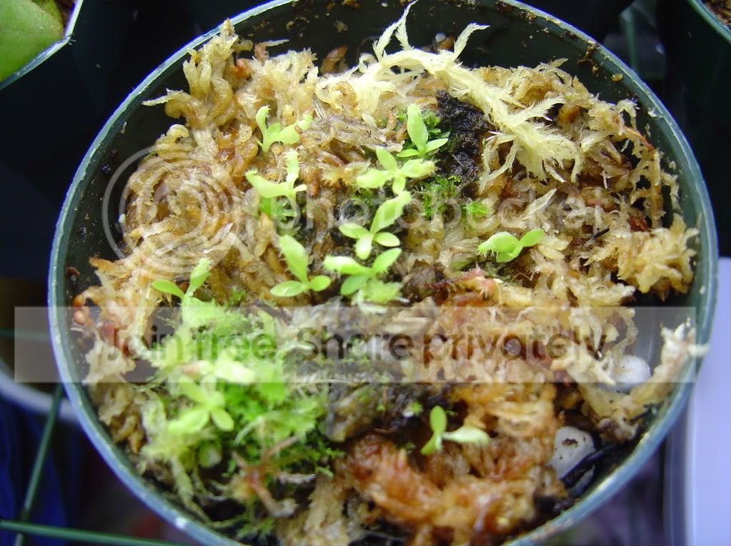 nepseedlings10-28-08004.jpg