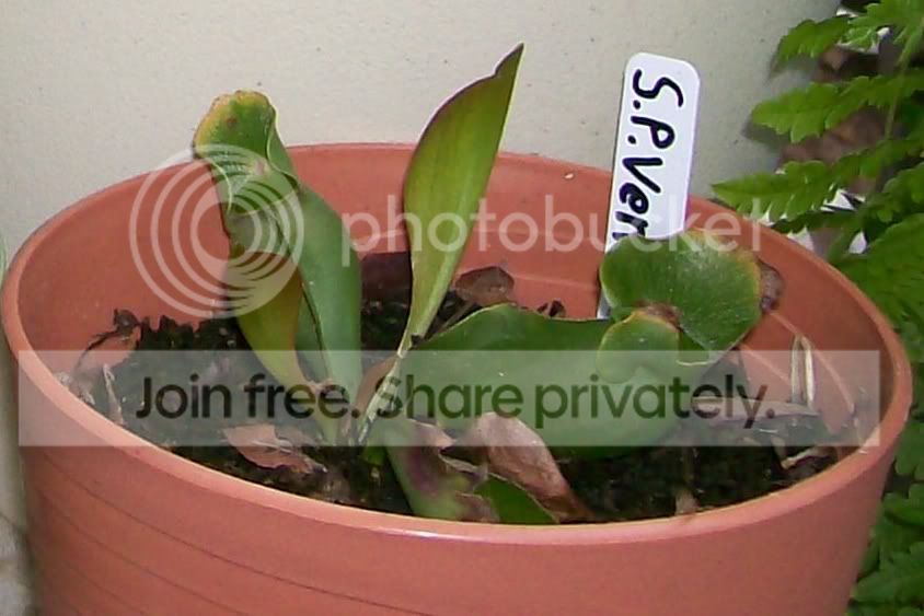 CarnivorousPlants005-Copy5.jpg