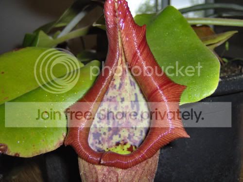 Ntruncata02-1.jpg