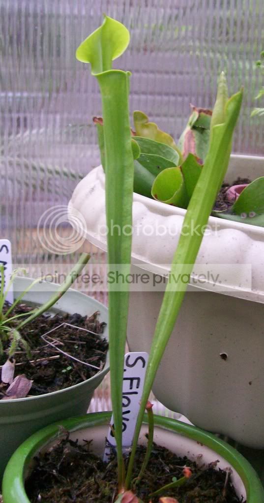 CarnivorousPlants017.jpg