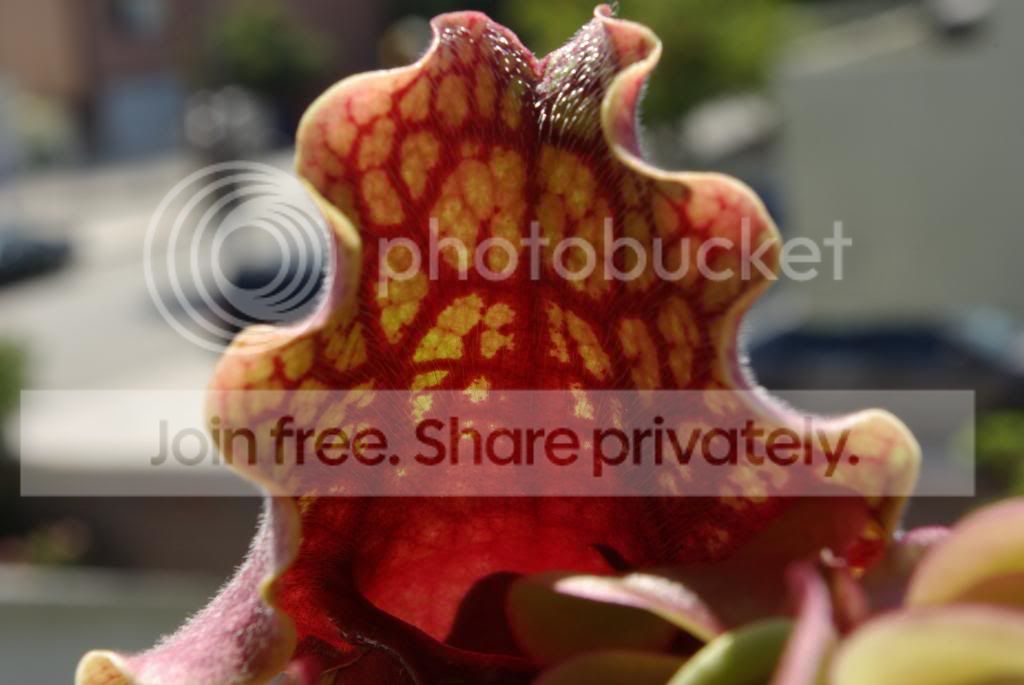 IMGP1219.jpg