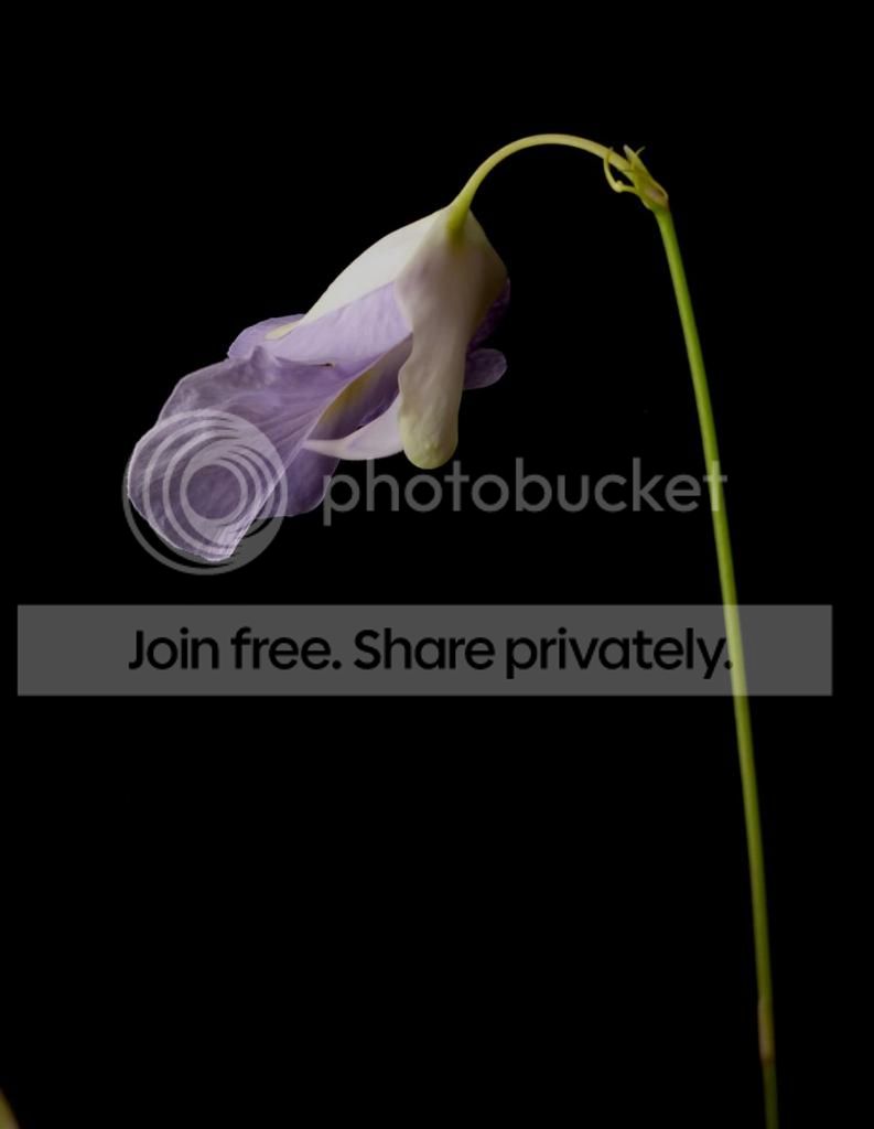Uendresiiflowerside020613RSmod.jpg