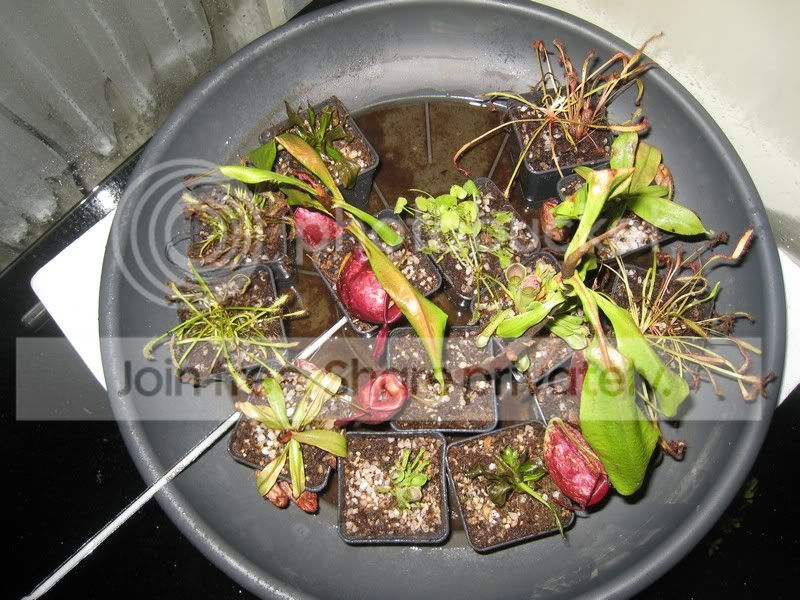12UnhappyPlants.jpg