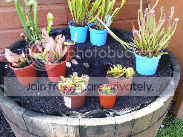 vft050.jpg