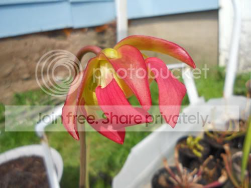 Shank_5-3-12.jpg