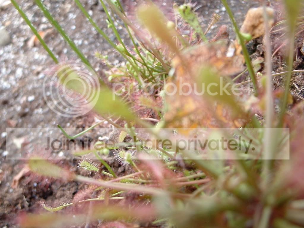 Sarracenia002.jpg