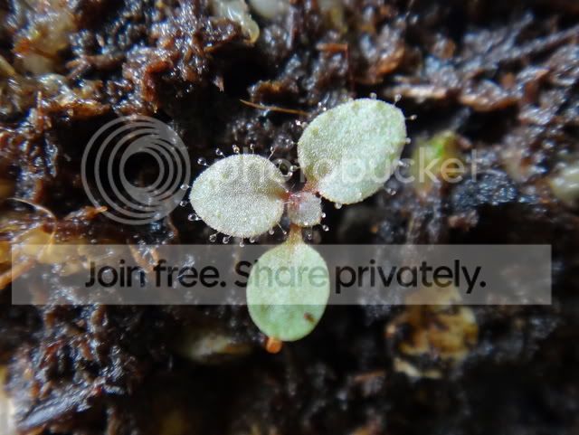 Stylidium_semipartitum_seedling3.jpg