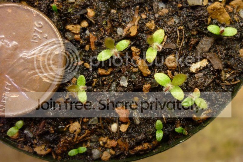 Cephseedlingdevelopment122211RS.jpg