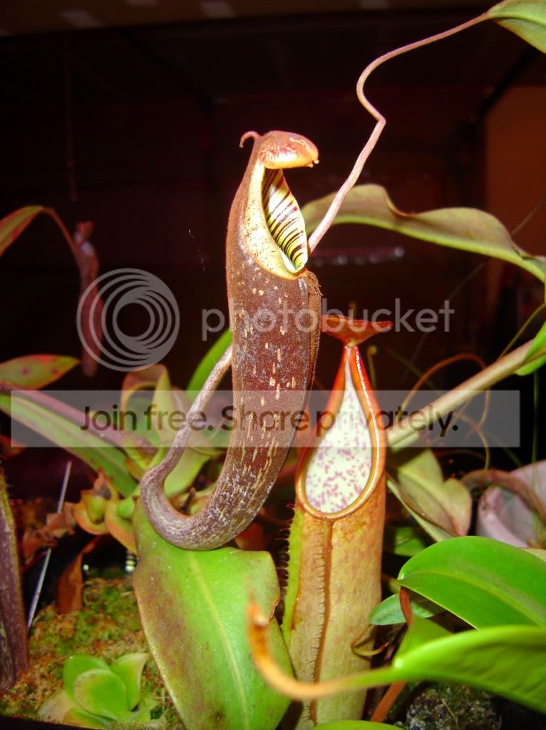 Nepenthes11-30-09001.jpg