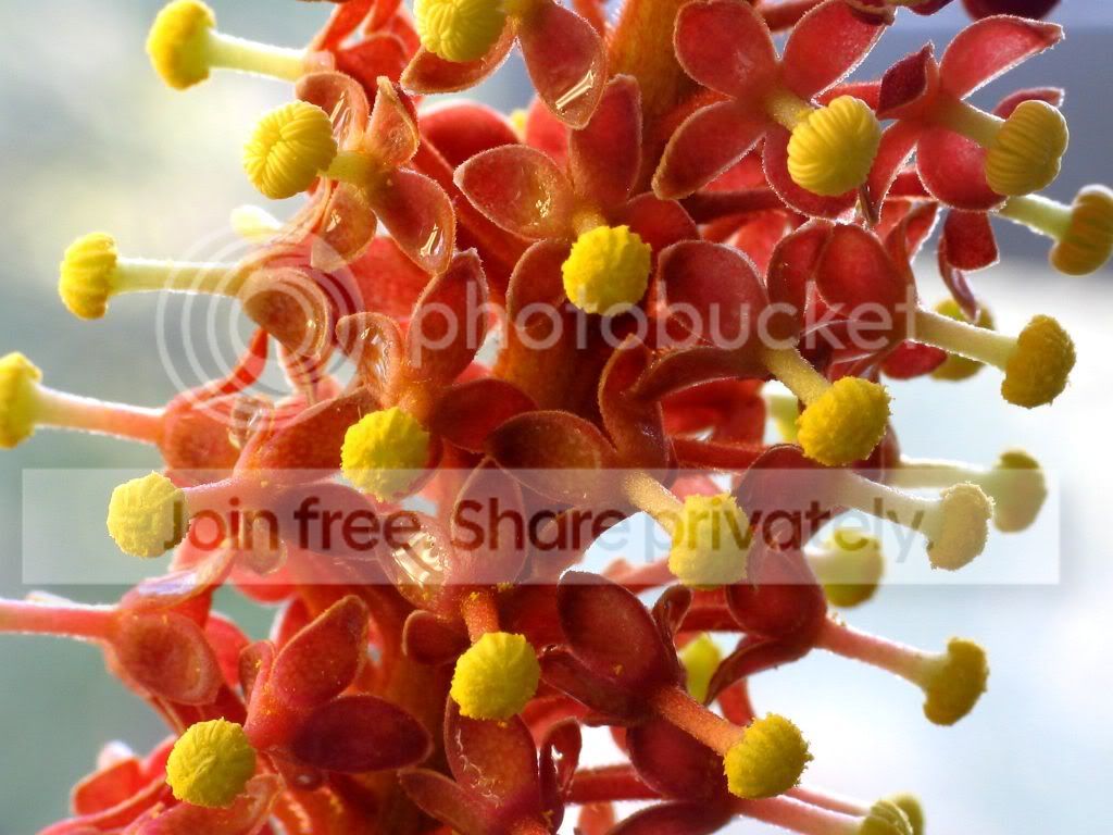 Ventricosa_Red_male_flower_spike_IM.jpg