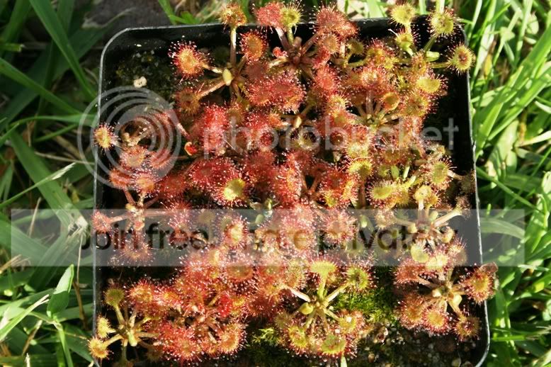 SGROTUNDIFOLIA.jpg