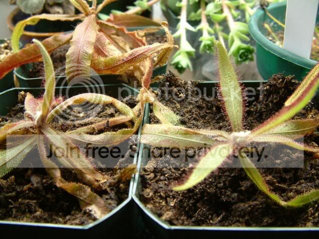 Moreplants012.jpg
