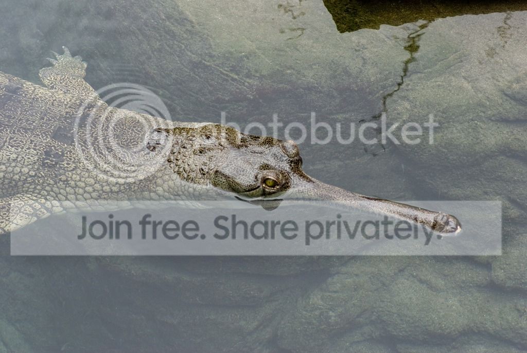 IMGP3351_zpsfdjlpjby.jpg