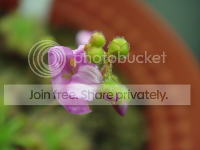 pygmies_flowers3.jpg