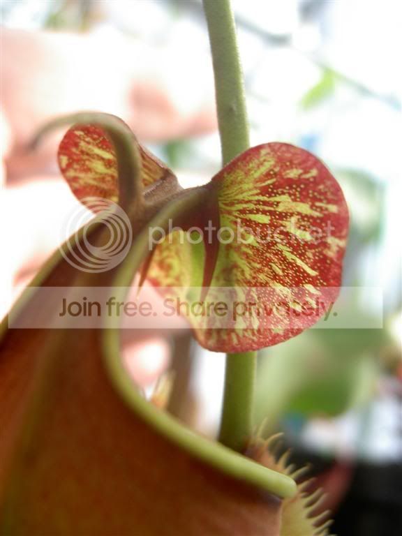 NepenthesbicalcarataRedFlush061106_.jpg