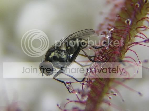 adelae_fly33_rs.jpg
