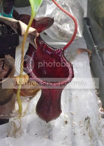 DSCF2326.jpg