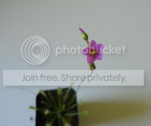 Dnidiformis_6-30-11.jpg