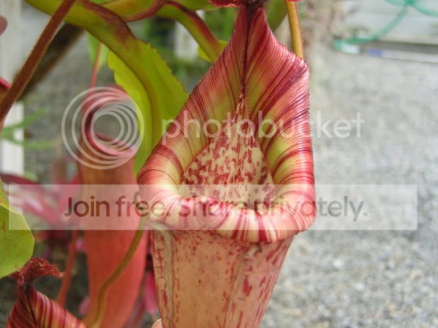 DSCN4345.jpg