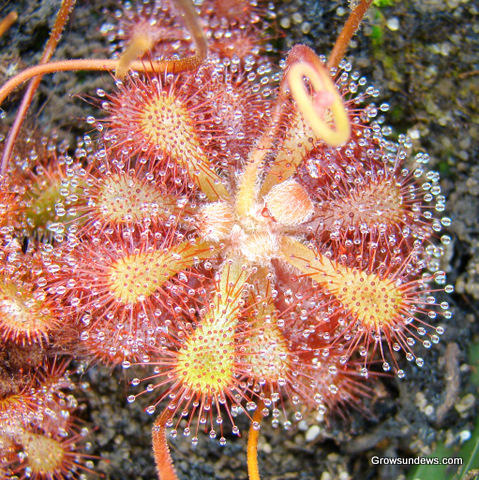 overhead_Drosera_sp_South_Africa.JPG