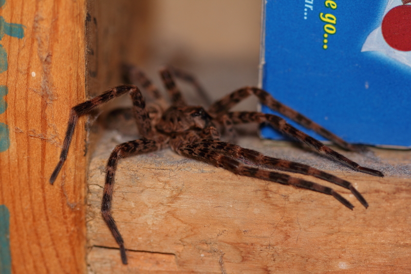 spider.JPG