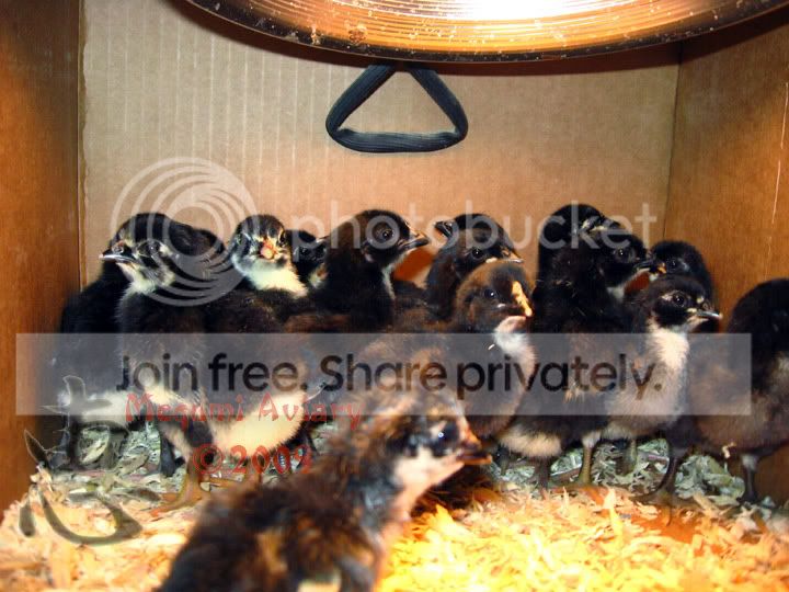 chicks.jpg