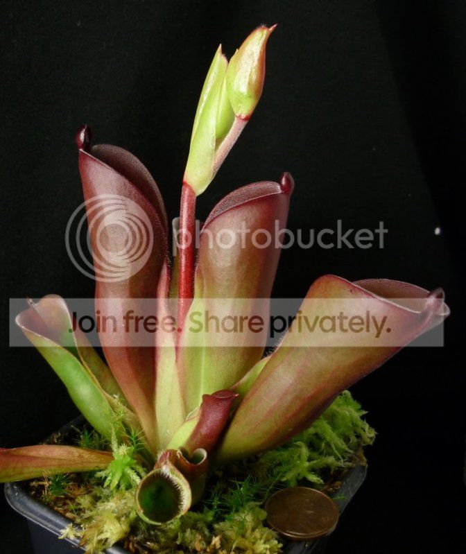HpulchellaAmuriplant102011RS.jpg