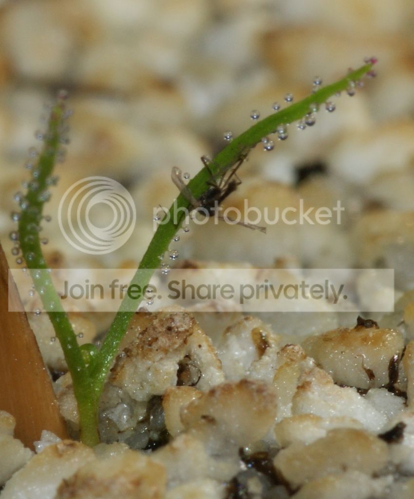 Drosophyllum01.jpg