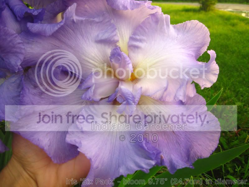 iris-six-pack-9-75_2010.jpg