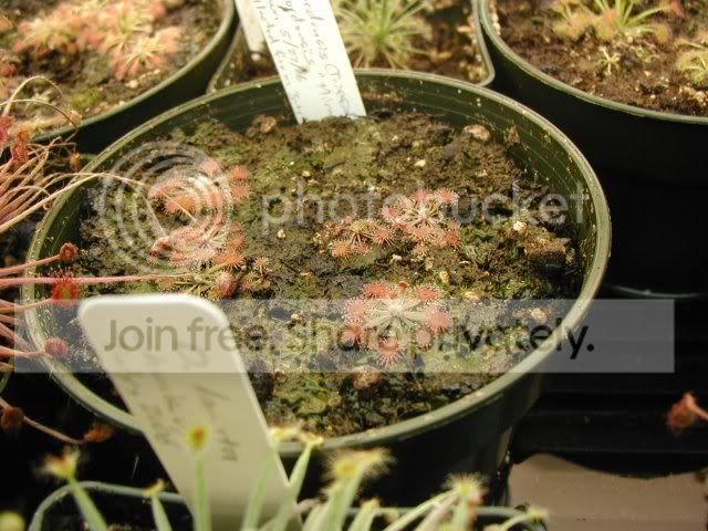ordensis_seedlings_080506_640x480.jpg