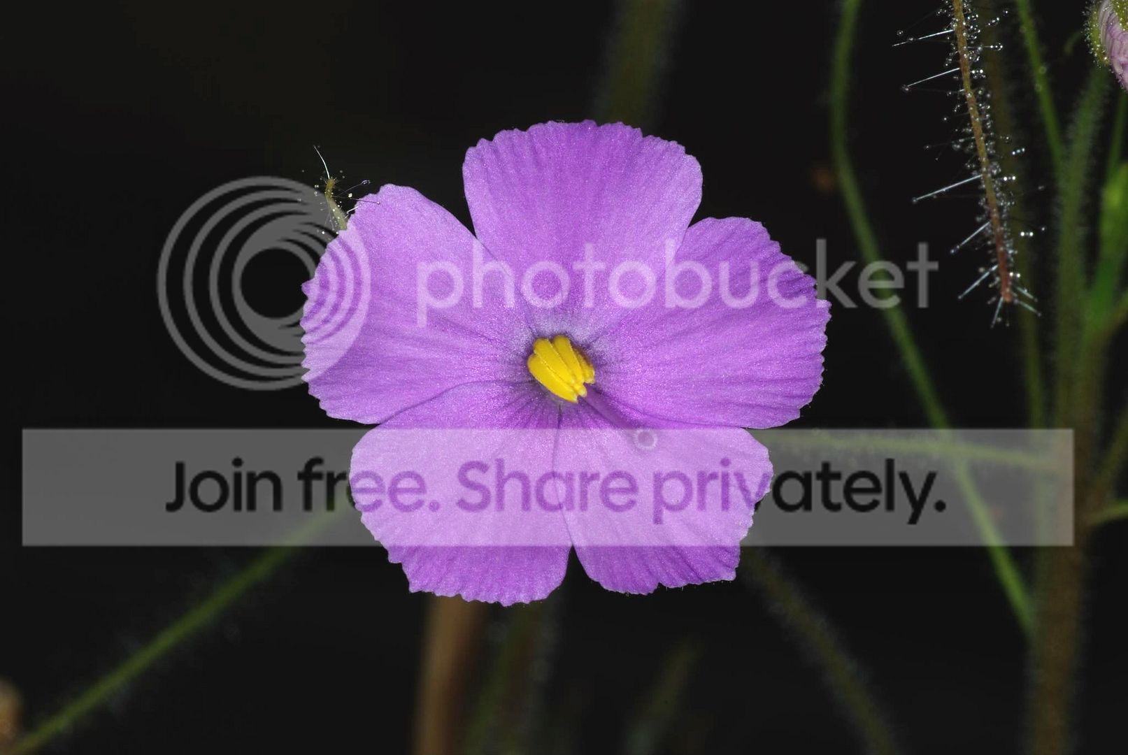 IMGP6445.jpg