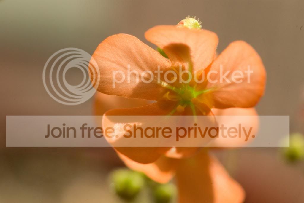 IMGP7480_zps1c0f86d0.jpg