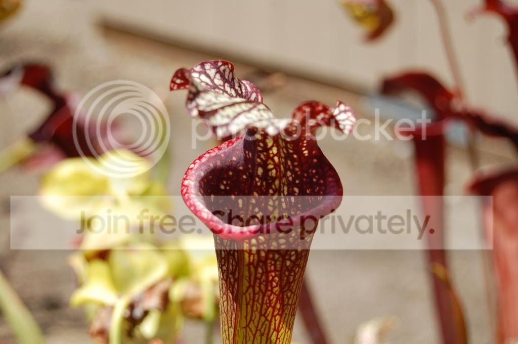 DSC_0012.jpg