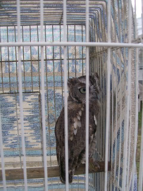 Owl1.jpg