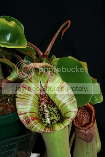 TRUNCATA2-4.jpg