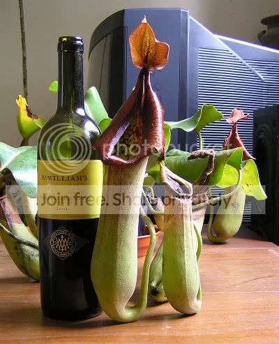 winepitcher-1.jpg
