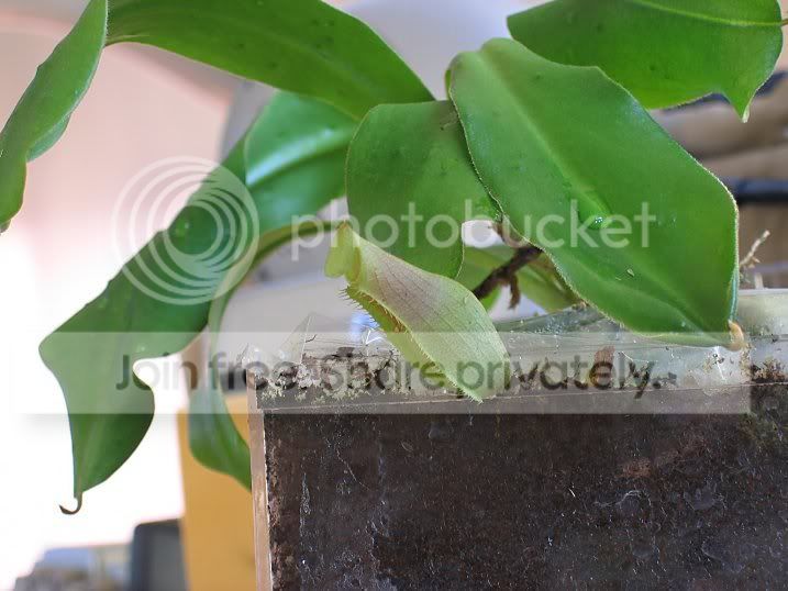 Plants006b.jpg