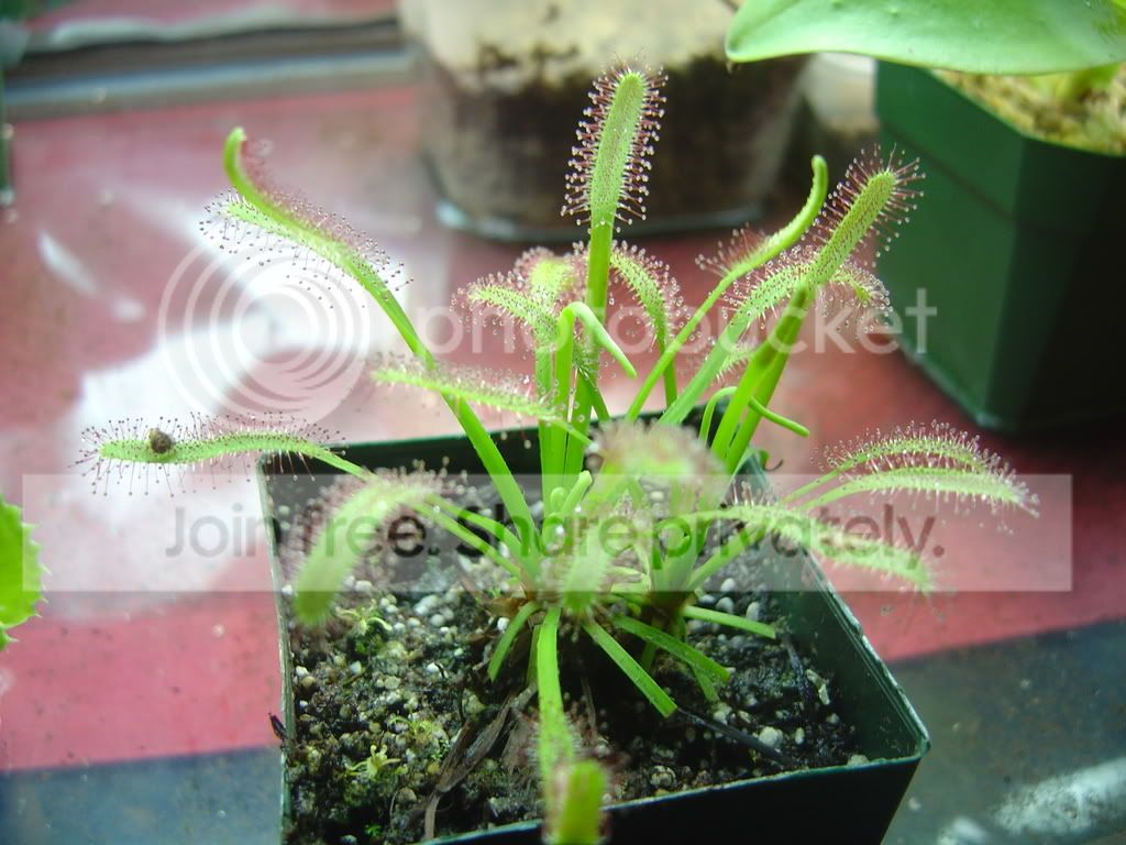 Capensis001.jpg