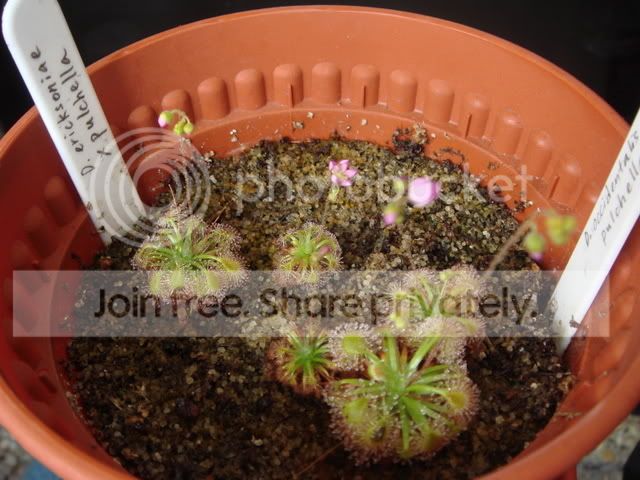 pygmies_flowers.jpg