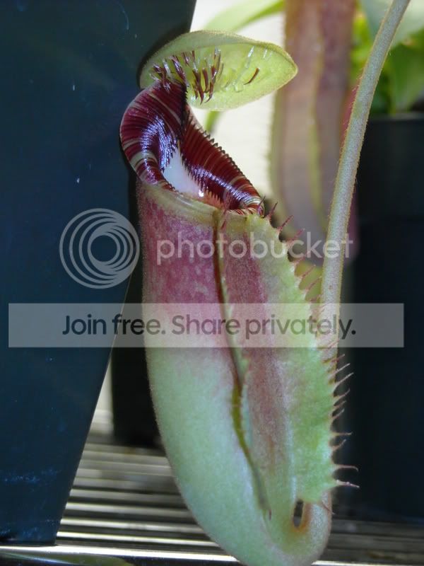 Nephippiata5-42808.jpg