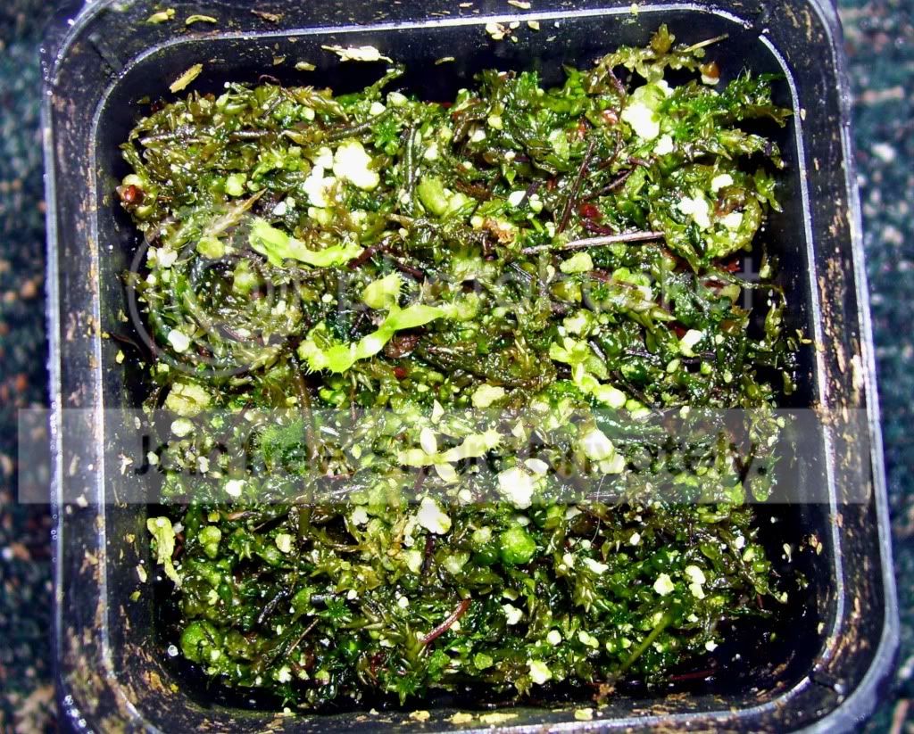 100_7003.jpg