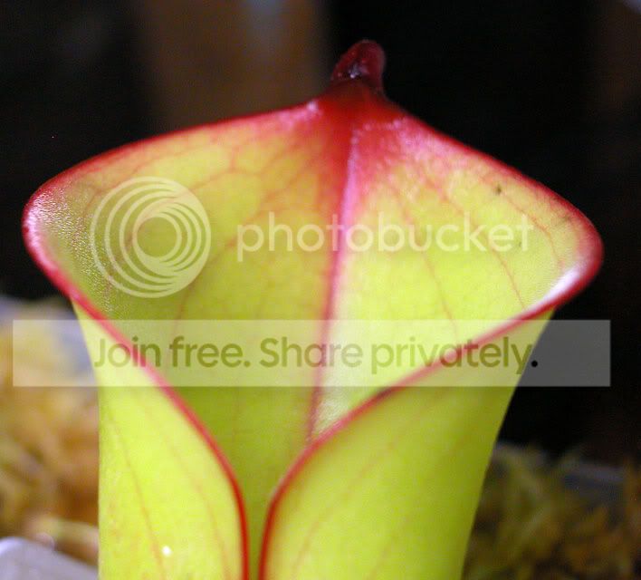 Hfolliculata.jpg