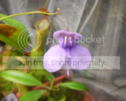 Unelumbifolia_4-22-12.jpg
