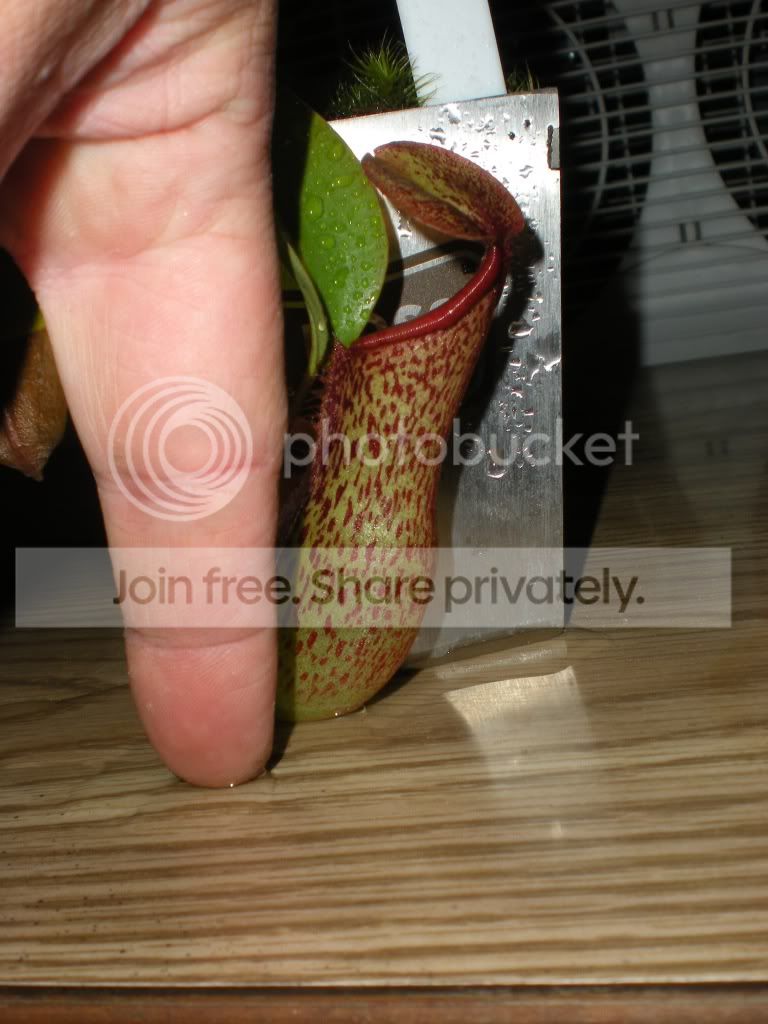 DSCN8794.jpg